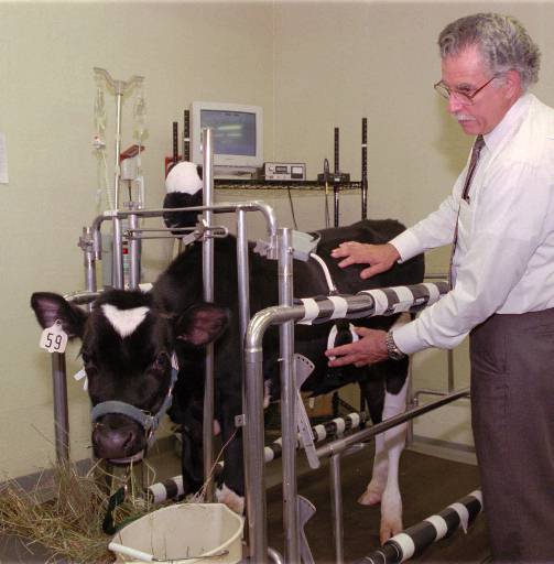 Rosenberg experiments with his artificial heart on a calf. 