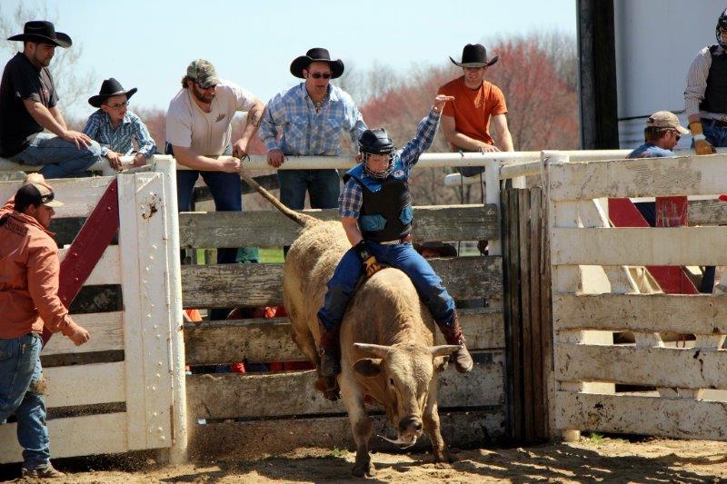 NPHS senior Kyle Kucas hangs on as he rides a bull. Kucas is active in bull riding and other rodeo events.