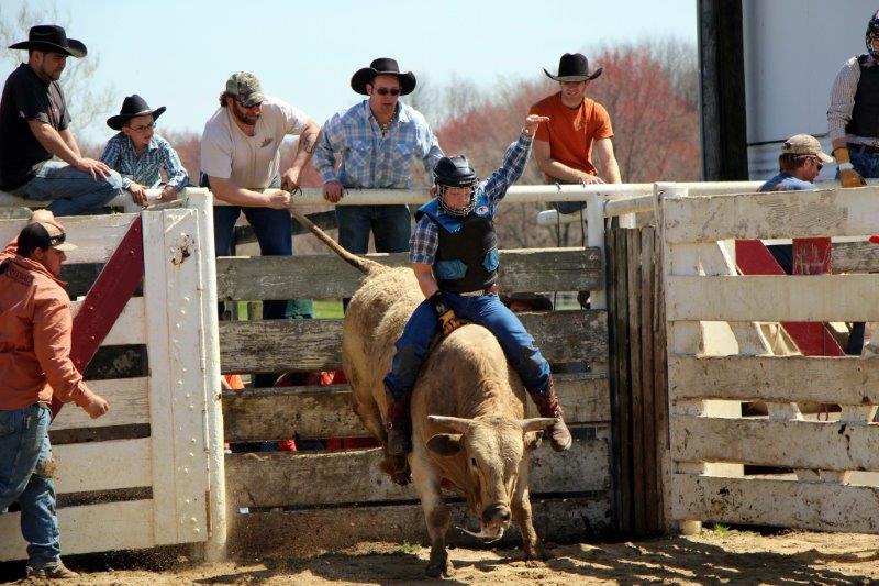 NPHS+senior+Kyle+Kucas+hangs+on+as+he+rides+a+bull.+Kucas+is+active+in+bull+riding+and+other+rodeo+events.