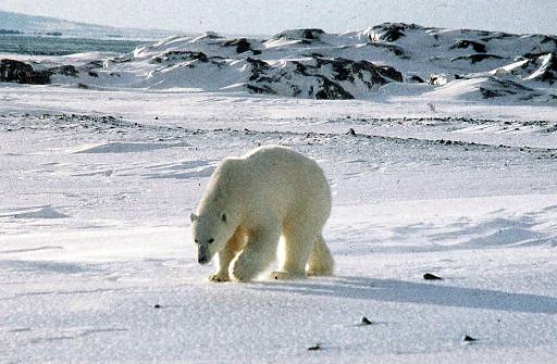 A polar bear roams on the remote Svalbard archipelago between Norways  northern tip and the North Pole,  Sept. 1, 1998. The thousands of polar bears that prowl the  archipelago are one of the main reason visitors venture to the frozen islands, which are as far north as one can go on a regularly scheduled airline. The huge and aggressive animals rarely come into Longyearbyen, the capital of the Svalbards, but local authorities recommend that visitors who head out of town take along high-powered rifles,which can be rented at local stores. (AP Photo/Scanpix)