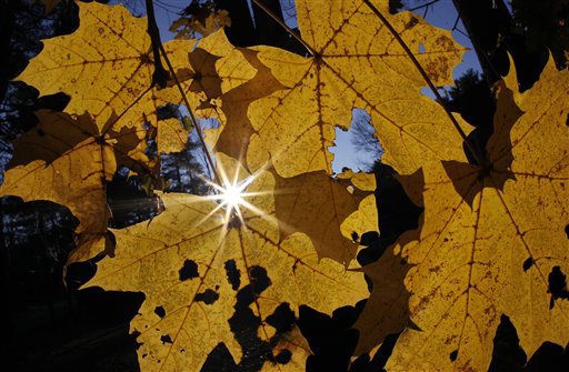 The last of colorful autumn leaves cling to a tree in the late afternoon sun in North Andover, Mass. Friday, Nov. 18, 2011. (AP Photo/Elise Amendola)