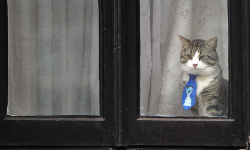 A cat, believed to be owned by Wiki Leaks founder Julian Assange, wears a tie as it looks out of a window at the Ecuadorian embassy in London, Friday, Jan. 26, 2018. Lawyers for Julian Assange are asking a British court on Friday to drop an arrest warrant for Assange, as Swedish prosecutors dropped the alleged sex offences case last year. (AP Photo/Frank Augstein)