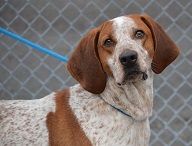 Duke is one of many dogs at the Almost Home Dog Rescue looking to be adopted.