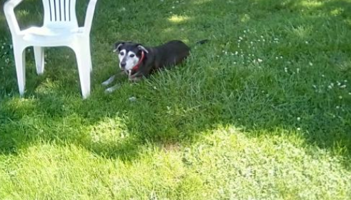 Tortie is one of many dogs at the Almost Home Dog Rescue looking to be adopted.