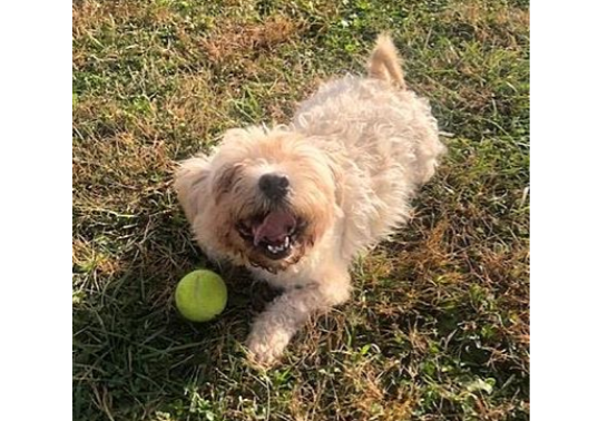 Logan is one of many animals looking to be adopted at Last Chance Ranch.