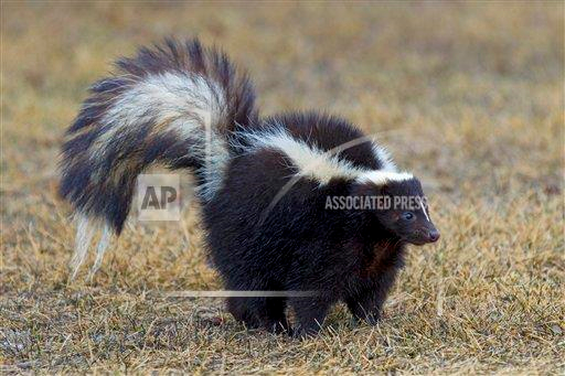 Want a pet that makes you stand out? Get a skunk. Its available in 17 states and like no ordinary cat or dog.