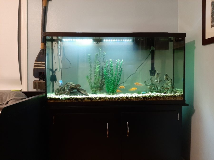 One of my aquariums, pictured here, is a 75 gallon, stocked with African Cichlids, a Plecostomous (sucker) catfish, and many Corydoras Catfish. A Penguin Biowheel hang on back filter is in use here, as well as a glass tube heater.