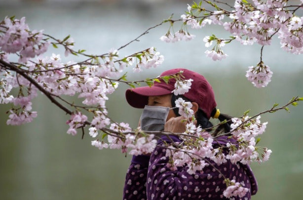 A woman prepares to remove her mask for a photo near cherry blossoms at the Yuyuantan Park in Beijing on Thursday, March 26, 2020. (AP Images)