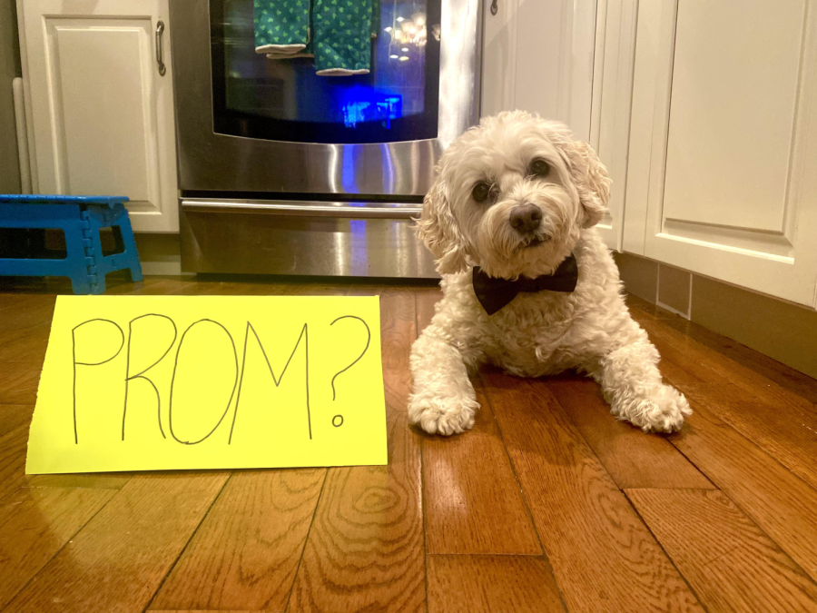 Caption: You can’t say no to these puppy eyes. The right promposal will guarantee you a date with the right person. You only get one promposal, so make it count. 