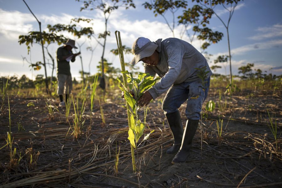 A reforestation assistant measures a newly-planted tree in a field damaged during illegal gold mining in Madre de Dios, Peru, on March 29, 2019. Since the project began three years ago, the team has planted more than 42 hectares (115 acres) with native seedlings, the largest reforestation effort in the Peruvian Amazon to date. The group is in discussion with Peru’s government to expand their efforts. (AP Photo/Rodrigo Abd)