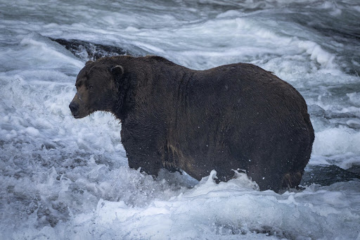 Bears face off in a battle of the bulk during Fat Bear Week