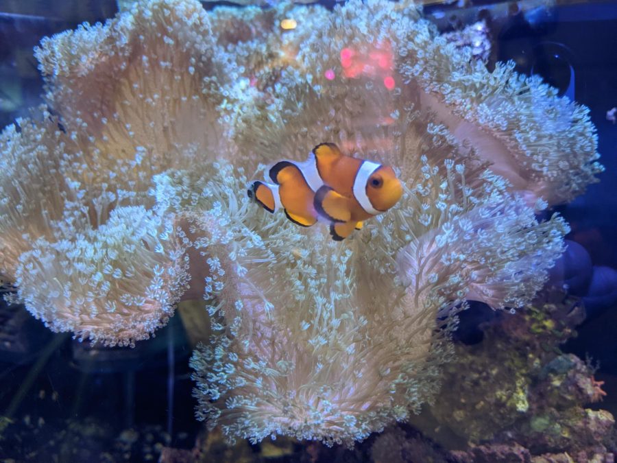 The clownfish in C016, bonded to an anemone as its home.