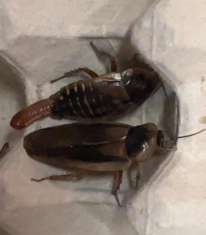 A wingless female (top) with an ootheca, an egg sac packed full of nymphs. The male (bottom) sports wings but cannot fly.