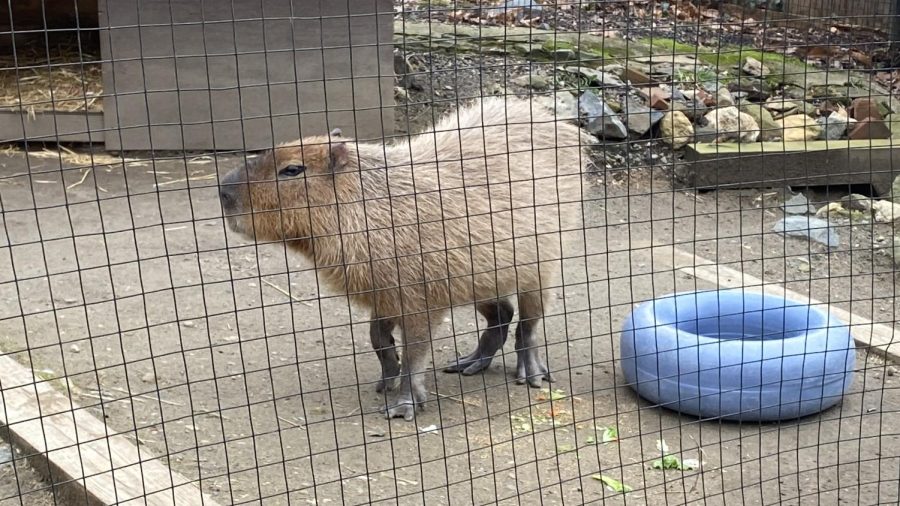 The capybara photographed above lives at the Brandywine Zoo in Wilmington, Delaware. Her name is Candace and she is about 12 years old.