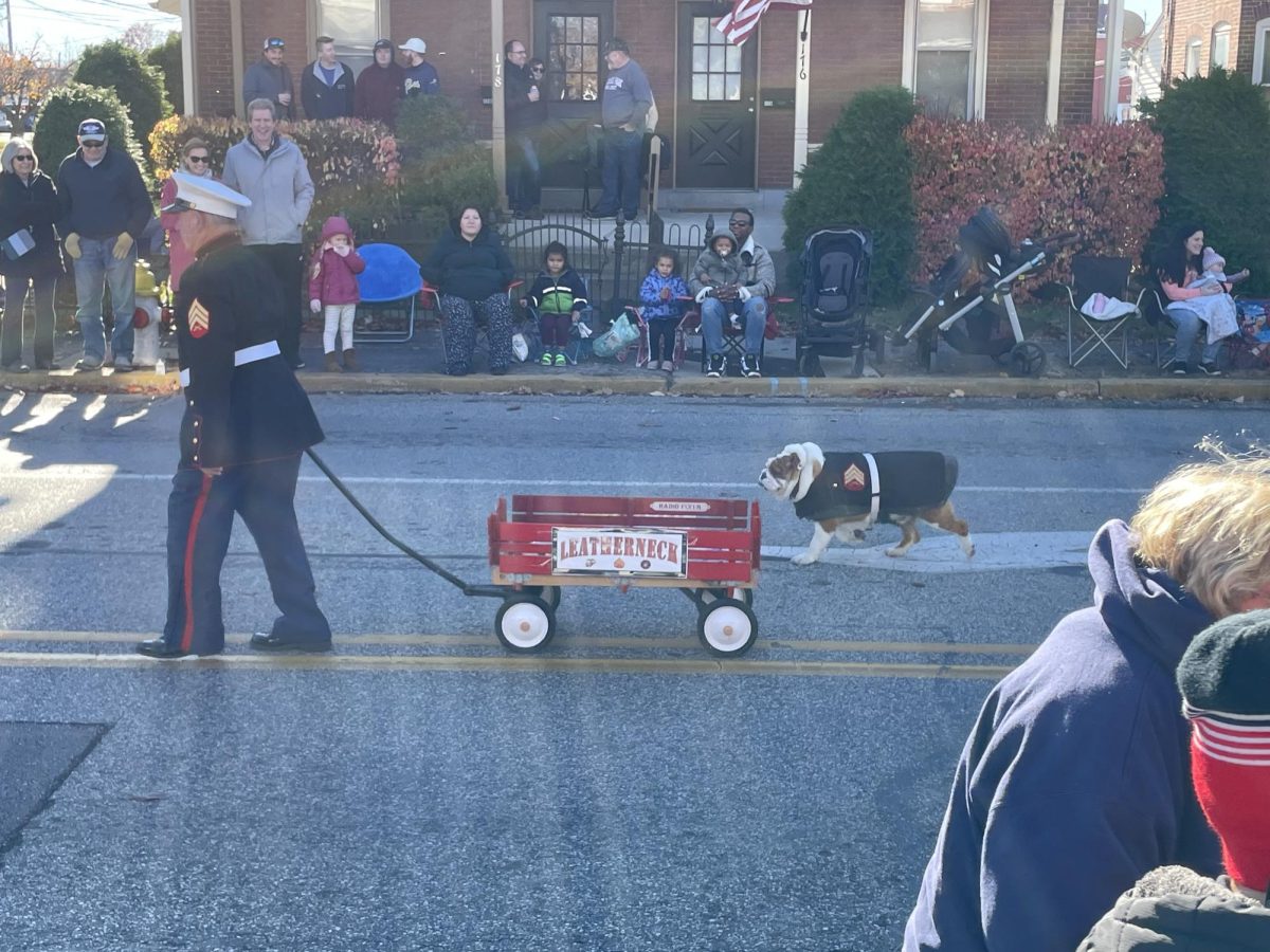 Marine dog waddles through the street.